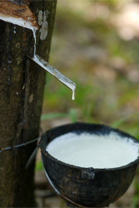 Hevea Brasiliensis, espécie de planta Brasileira